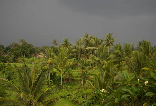 Storm brewing over rice fields - from Villa Sukmawati